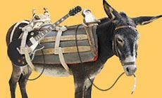 Donkey